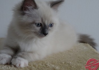 chaton femelle blue point-mitted - 8 semaines - Chatterie Ragdolls du Val de Beauvoir